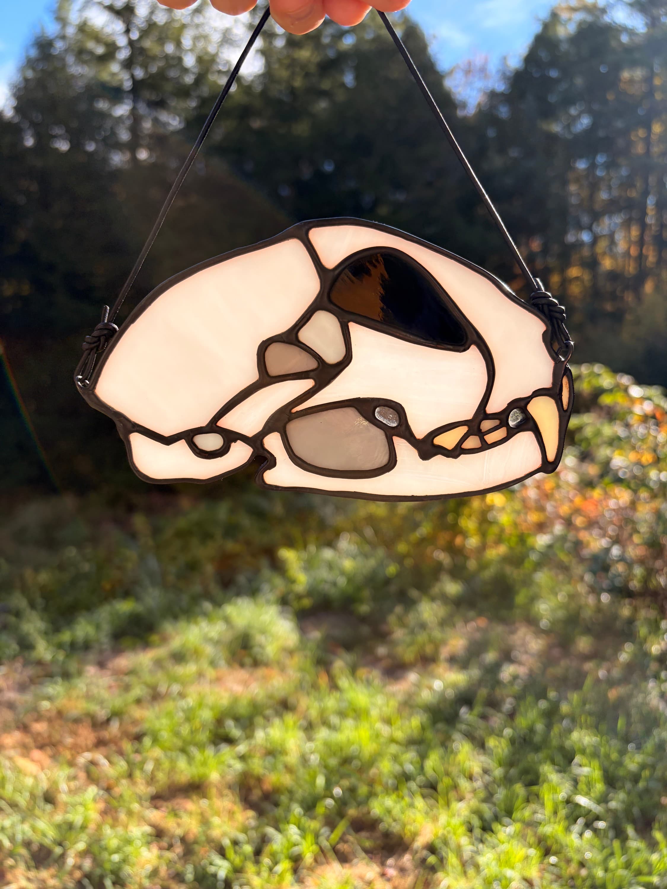 Skull - Bobcat